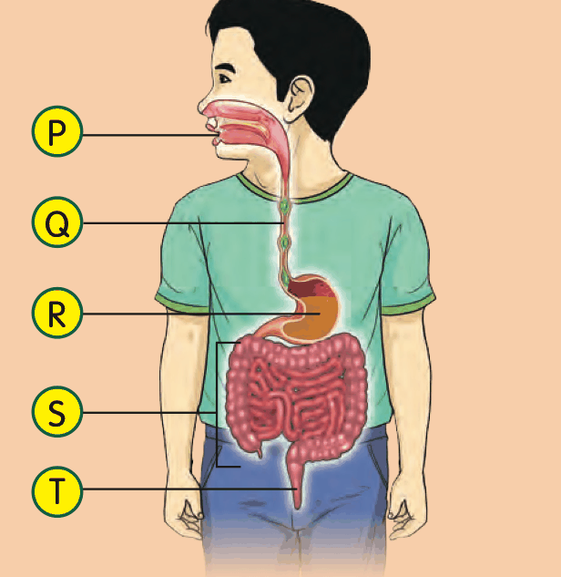 A boy with five digestive parts labelled P, Q, R, S and T