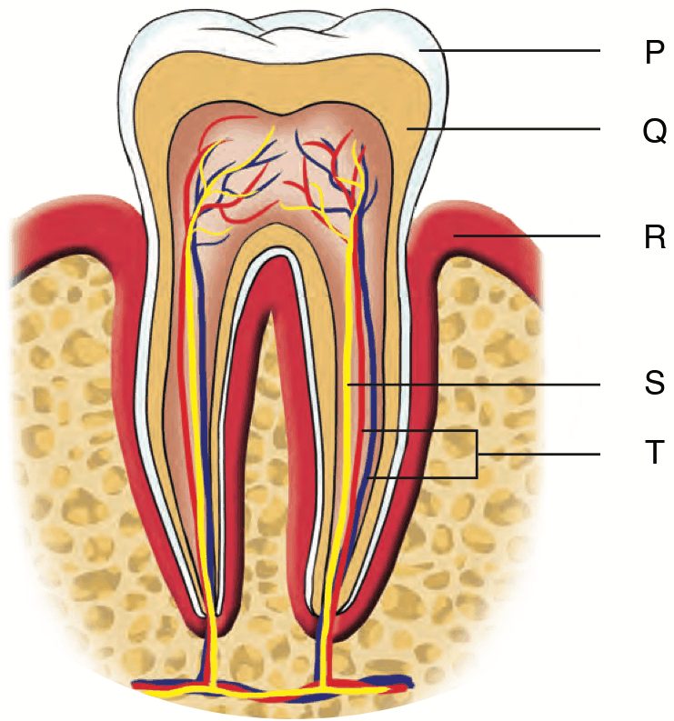 Cross section of a tooth with five parts labelled P, Q, R, S and T