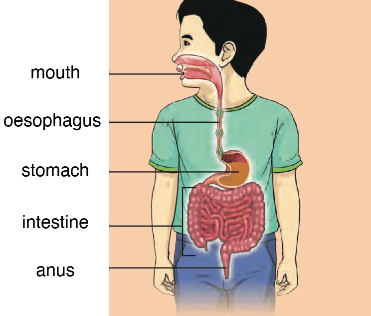 A boy showing the mouth, oesophagus, stomach, intestine and anus