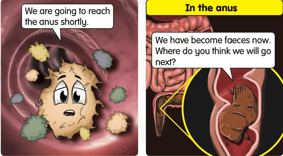 Undigested food becomes faeces at the anus