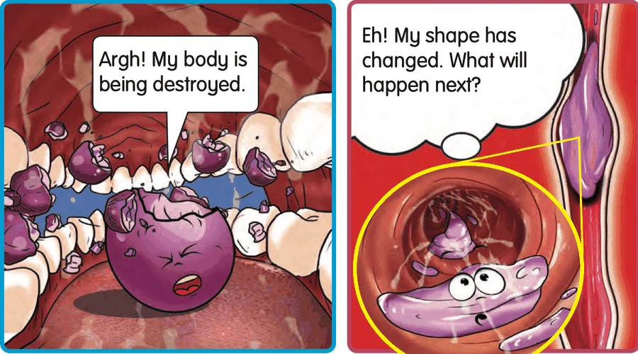 A grape being crushed by teeth, then squeezed in a narrow tube
