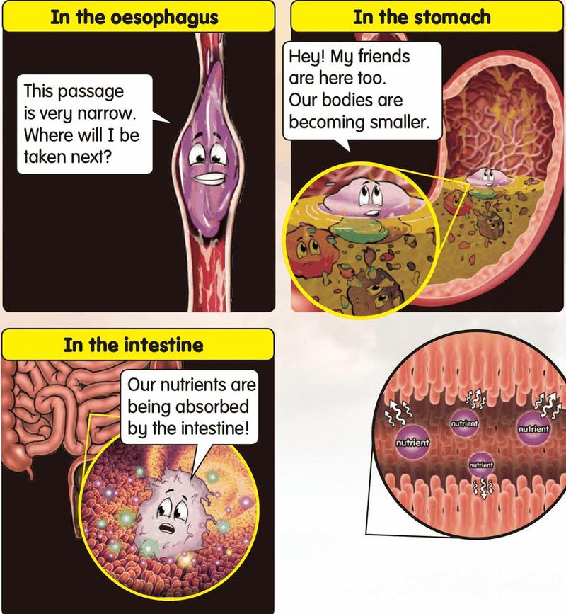 The grape in the oesophagus, stomach and intestine