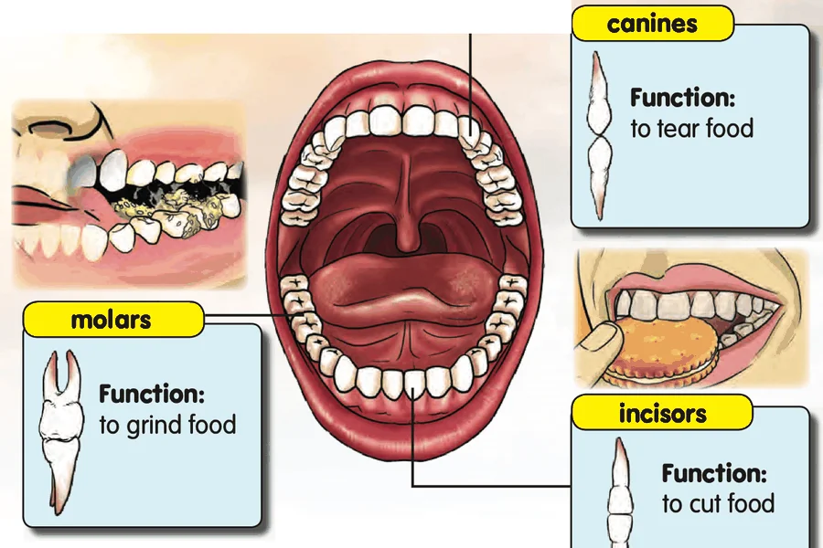 An open mouth showing canines, molars and incisors with their functions
