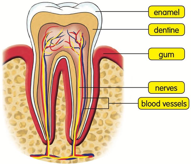 Cross section of a tooth labelled enamel, dentine, gum, nerves and blood vessels