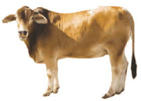 A cow