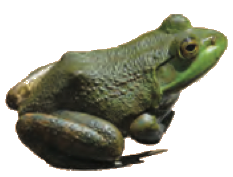 A frog