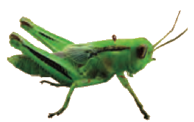 A grasshopper