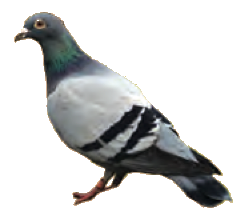 A pigeon