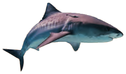 A shark
