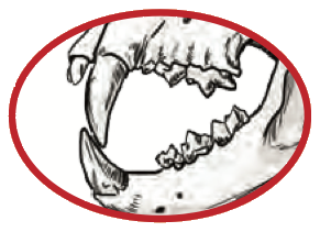 Skull P: long sharp canines