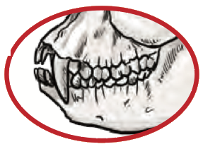 Skull Q: incisors, canines and molars