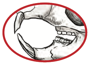 Animal skull with big front incisors and short back teeth
