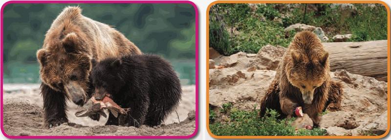 Two photos of brown bears eating