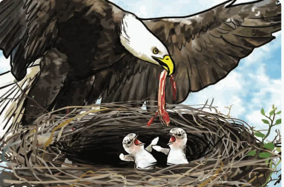 An eagle feeding meat to its chicks