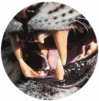 Tiger's open mouth showing long canines