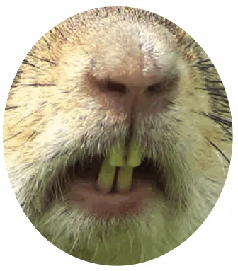 Animal with two big front incisors