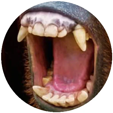 Open mouth showing incisors, canines and molars