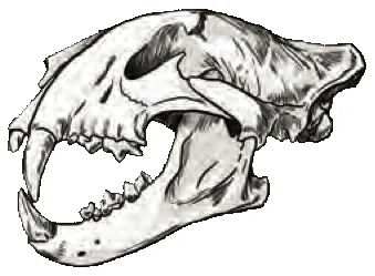 Carnivore skull with long sharp canines