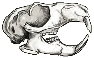 Herbivore skull with big front incisors