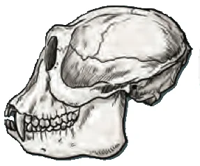Omnivore skull with incisors, canines and molars