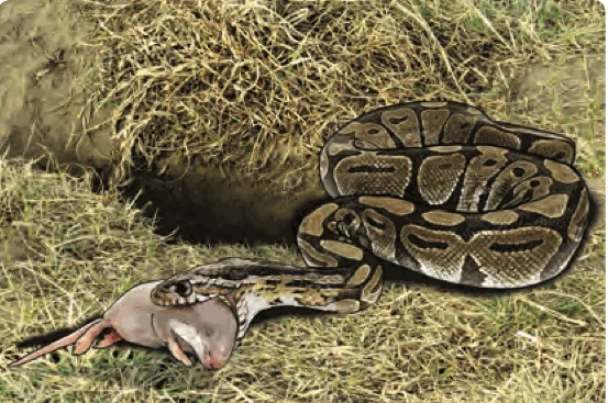 A snake catching a mouse
