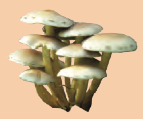 A bunch of mushrooms