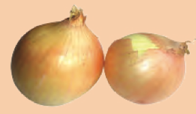 Two onion bulbs