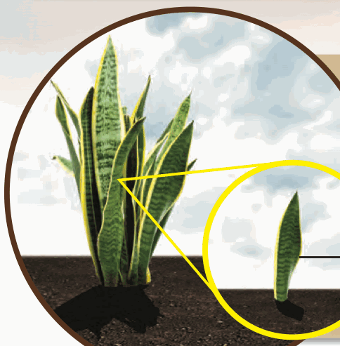 A snake plant, with a new young plant shown in a circle