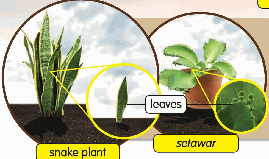 A snake plant and a setawar plant, with new plants growing from their leaves