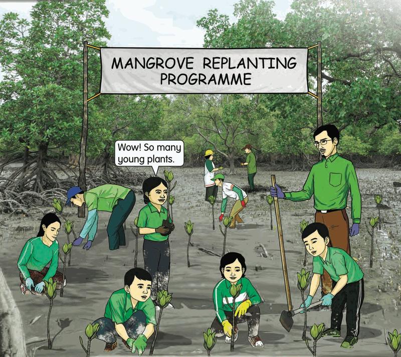 Pupils and teachers planting young mangrove trees in the mud