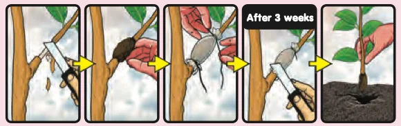 Steps of marcottage: remove a ring of bark, wrap it with soil, wait for roots, cut the branch and plant it