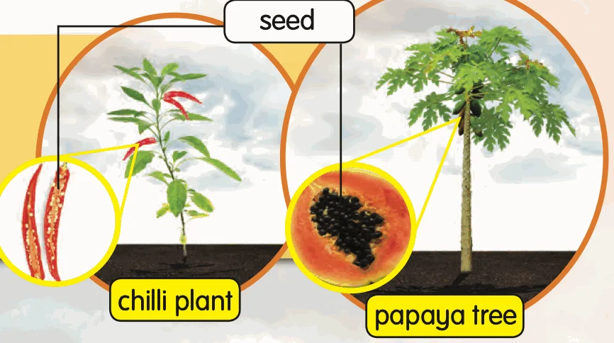 A chilli plant and a papaya tree, with their seeds shown in circles