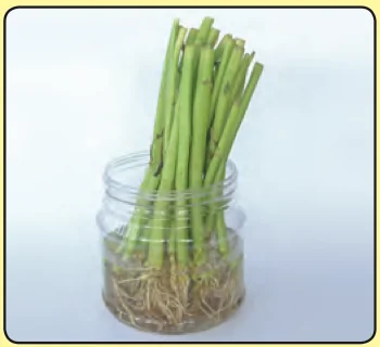 Water spinach stem cuttings with roots in a jar of water