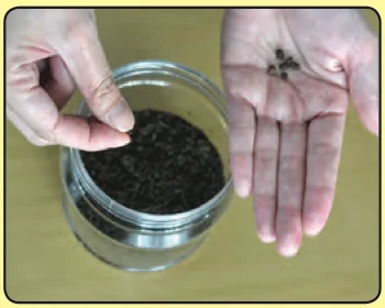Hands planting water spinach seeds in soil