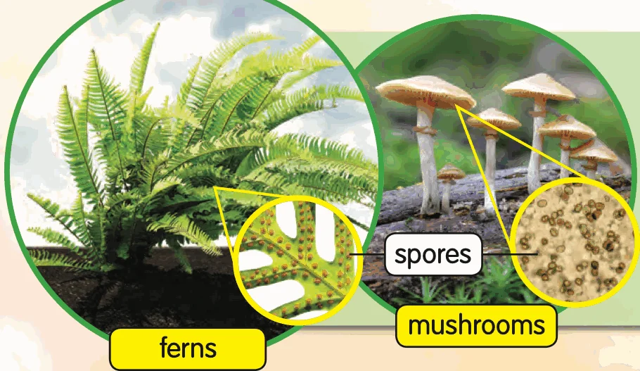 Ferns and mushrooms, with their spores shown in circles