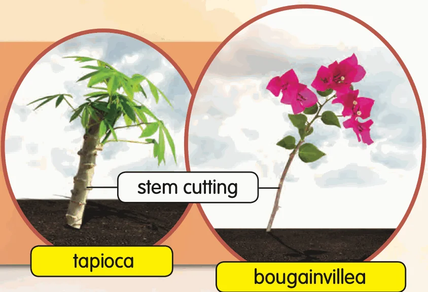 A tapioca plant and a bougainvillea grown from stem cuttings