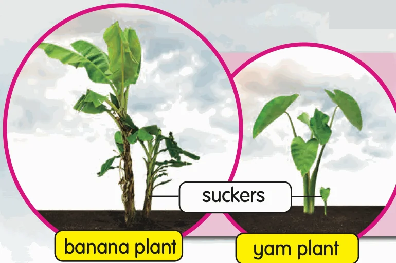 A banana plant and a yam plant, each with a small sucker beside it