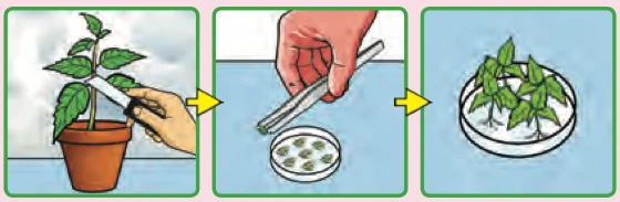 Three steps: cut a small piece from a plant, place it in a dish of jelly, many small plants grow