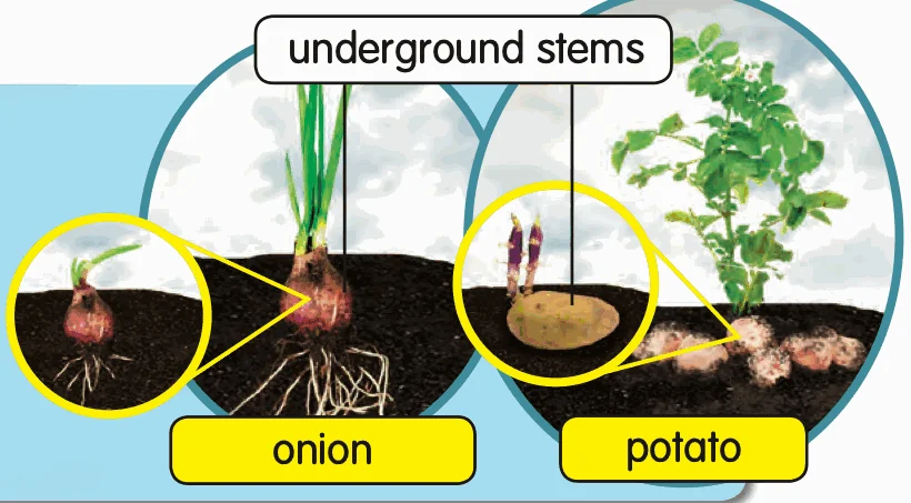An onion and a potato growing under the soil