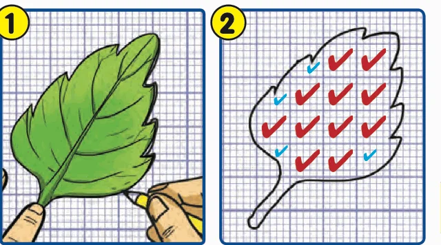 A leaf traced on graph paper, then the squares inside it ticked