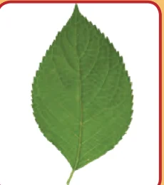 A green leaf