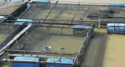 Fish farm cages held up by blue floating drums