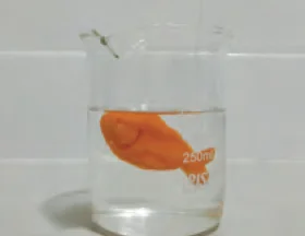 The carrot fish floating in very sweet water