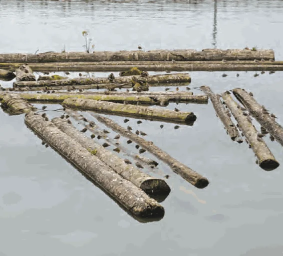 Many long logs floating on a river