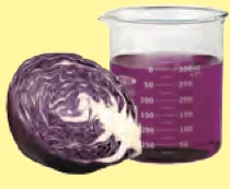 Purple cabbage and a beaker of purple extract