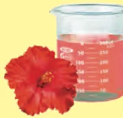 Hibiscus flower and a beaker of pink extract