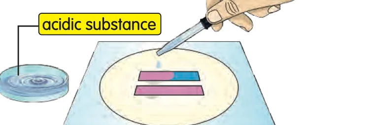 A dropper putting a drop of acidic substance on red and blue litmus strips