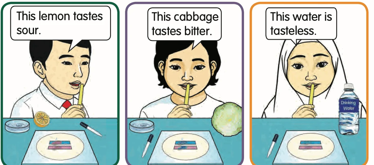 Three pupils tasting lemon (sour), cabbage (bitter) and water (tasteless) with ice cream sticks