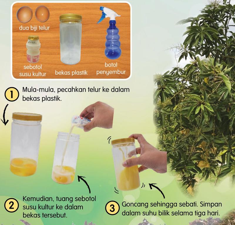 Bahan membuat penggalak tumbuhan dan tiga langkah pertama: memecahkan telur, menuang susu kultur dan menggoncang bekas