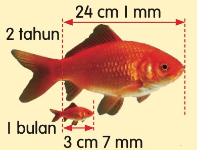 Seekor ikan emas berusia 2 tahun dan seekor ikan emas berusia 1 bulan dengan panjang badan masing-masing